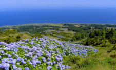Hydrangeas